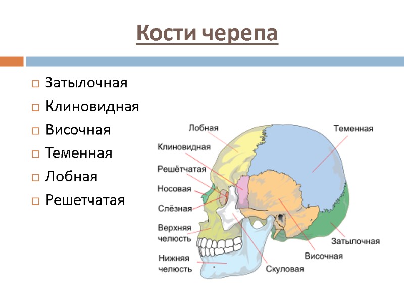 Кости черепа Затылочная Клиновидная Височная Теменная Лобная Решетчатая